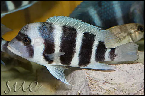 Cyphotilapia gibberosa