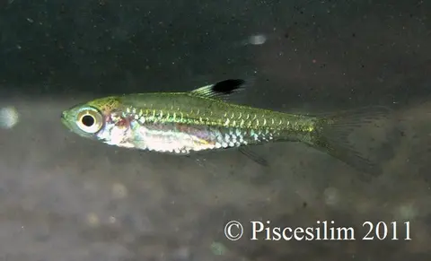 Brevibora cheeya