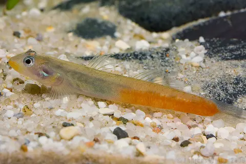 Sicyopus exallisquamulus