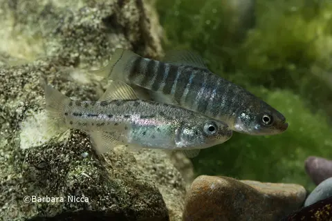 Anatolichthys transgrediens