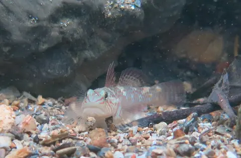 Rhinogobius sp. 'CB'