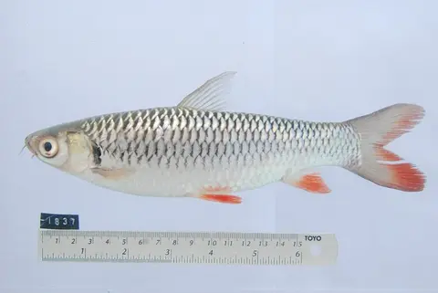 Leptobarbus rubripinna