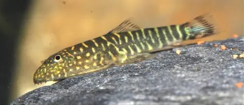 Gastromyzon zebrinus