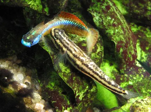 黑鳍枝牙鰕虎