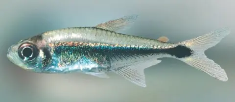 Hyphessobrycon borealis
