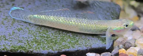 菲律宾枝牙鰕虎鱼