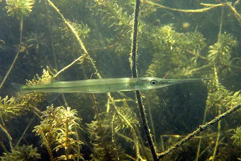 Xenentodon canciloides