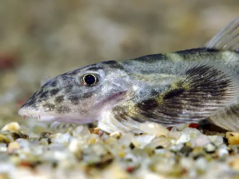 刺臀华吸鳅