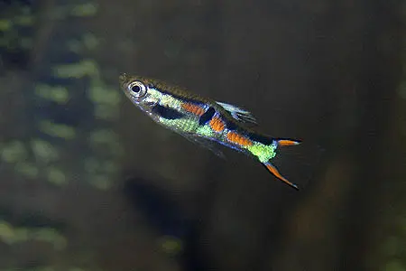 Poecilia wingei
