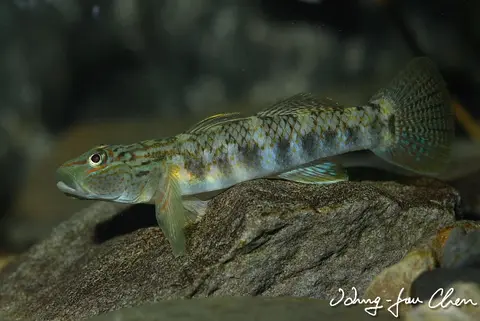 兰屿吻鰕虎鱼