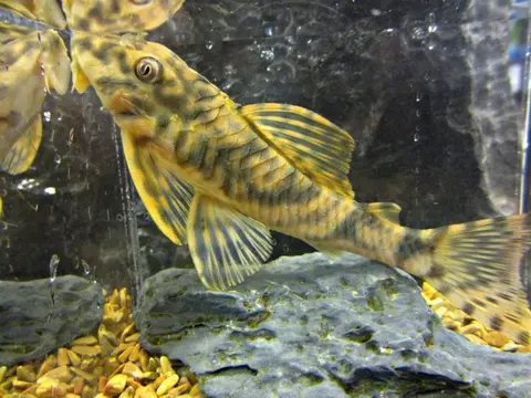 Peckoltia sp.