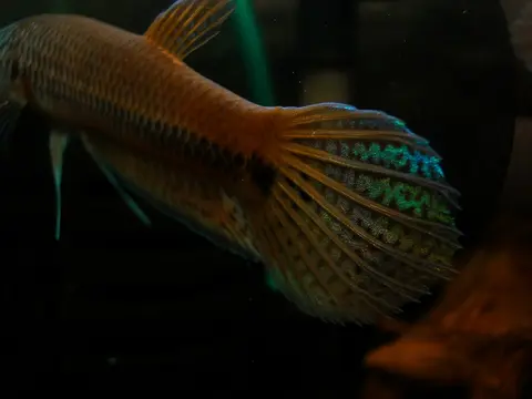Betta sp. 'Antuta/Bulungan'