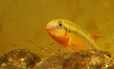 Congochromis sabinae