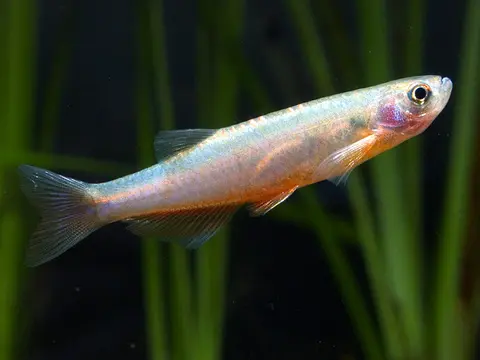 Danio roseus