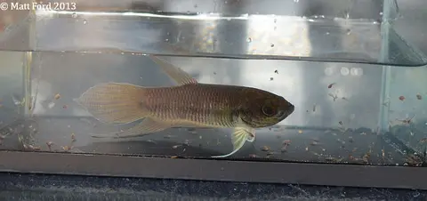 Betta pi