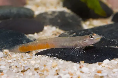 Sicyopus exallisquamulus
