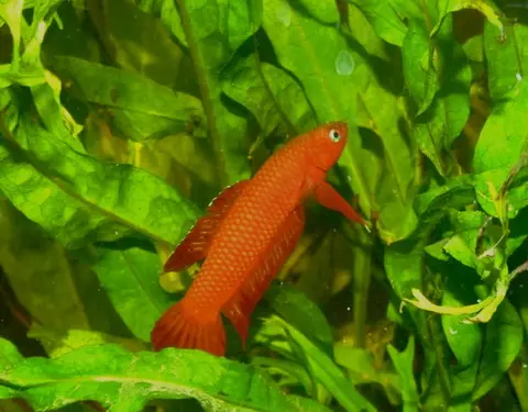 Betta uberis