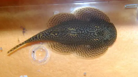 Sewellia albisuera