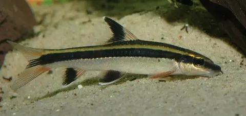 Epalzeorhynchos kalopterum