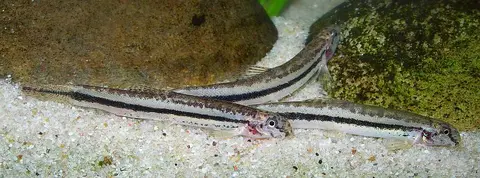 Lepidocephalichthys sp. 'LE2'
