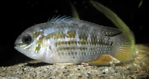 Laetacara araguaiae