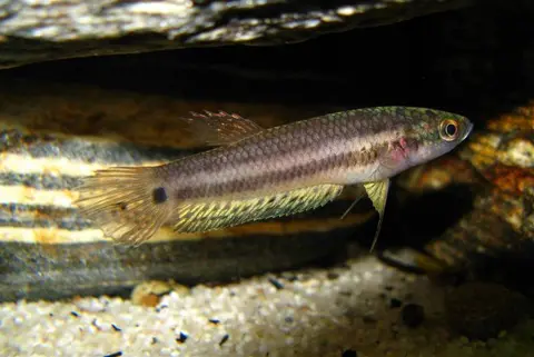Betta ocellata