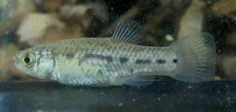 Apricaphanius baeticus