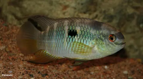 Laetacara fulvipinnis