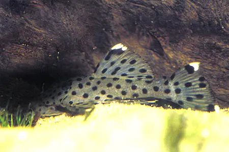 Leporacanthicus joselimai