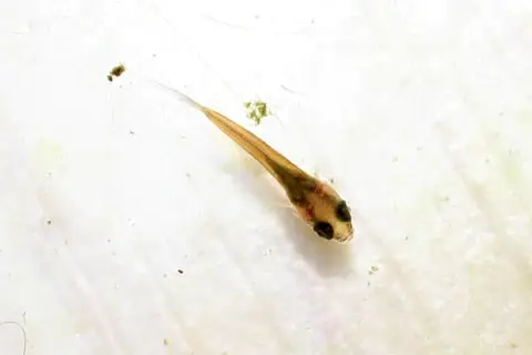 Betta uberis