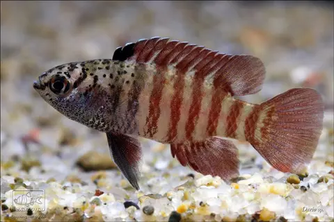 Dario tigris