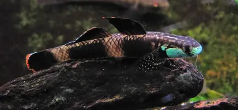 Stiphodon ornatus