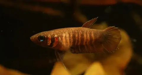 Betta mandor