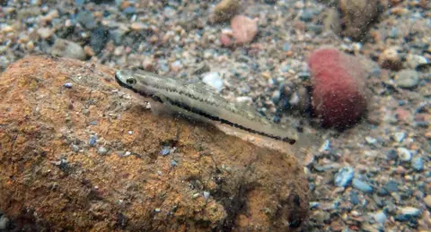 Stiphodon alcedo