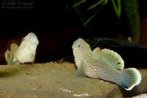 短吻红斑吻鰕虎鱼