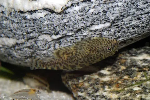Sewellia speciosa