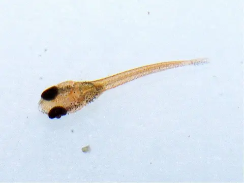苏拉威西抟鱼