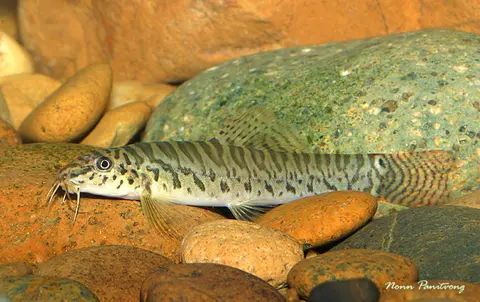 Paracanthocobitis pictilis