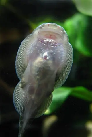 Gastromyzon farragus