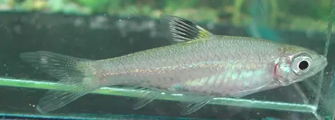 Brevibora cheeya