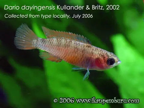 Dario dayingensis
