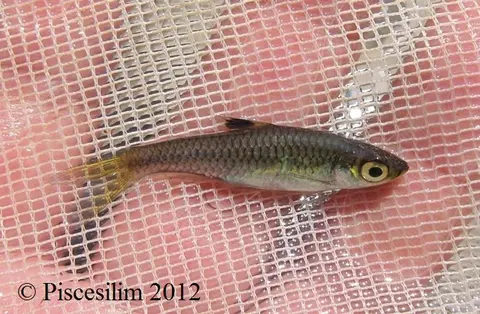 Brevibora cheeya