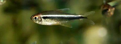 黑莲灯