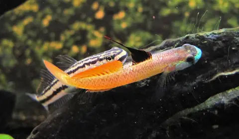 黑鳍枝牙鰕虎