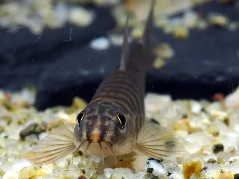 Schistura sp. 1