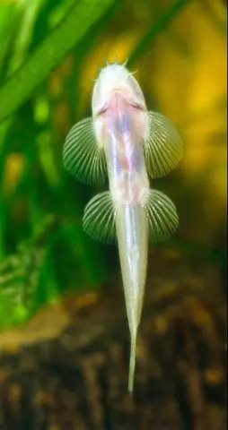 里氏平鳍鳅