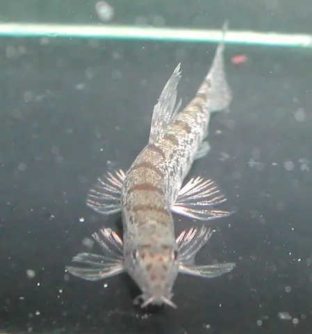 Lepidocephalichthys goalparensis