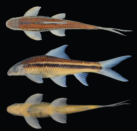 Crossocheilus elegans