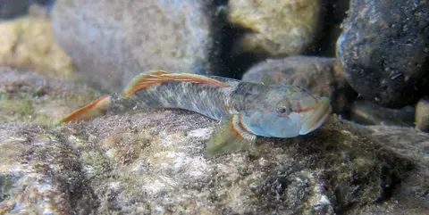 河川吻鰕虎鱼