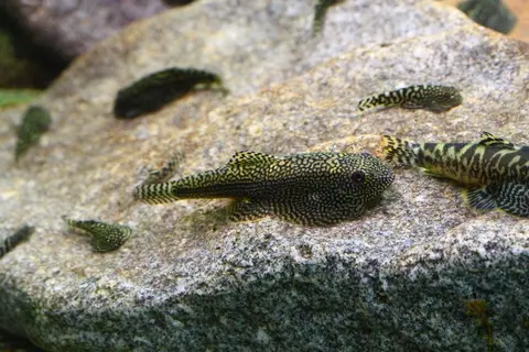 Sewellia albisuera